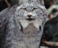 The Canadian Lynx. Ontario, Canada. With abundant food, the lynx overpopulate and over consume, until their prey, hares are almost gone, forcing their own populations down. Lynx and their prey boom and bust every 14 years. Photo c Rob Stewart. From the documentary film Revolution.