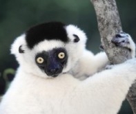 Shifaka, Madagascar. Lemurs are primitive primates, and exist only in Madagascar, where their isolation has kept them from being out-competed by other primates like monkeys!