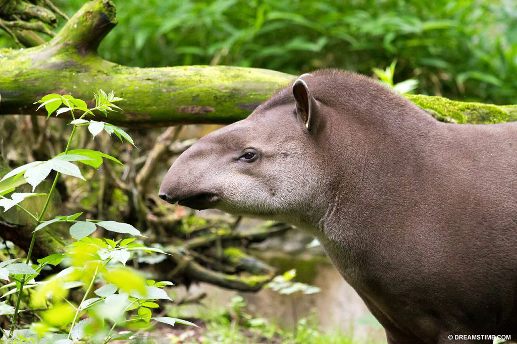 The Brazilian tapir is already extinct in parts of Brazil and under threat elsewhere from deforestation, illegal hunting and competition with livestock.