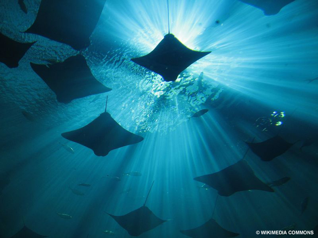 Cownose ray populations grew after their predators decreased, causing a ripple effect on the scallop industry.