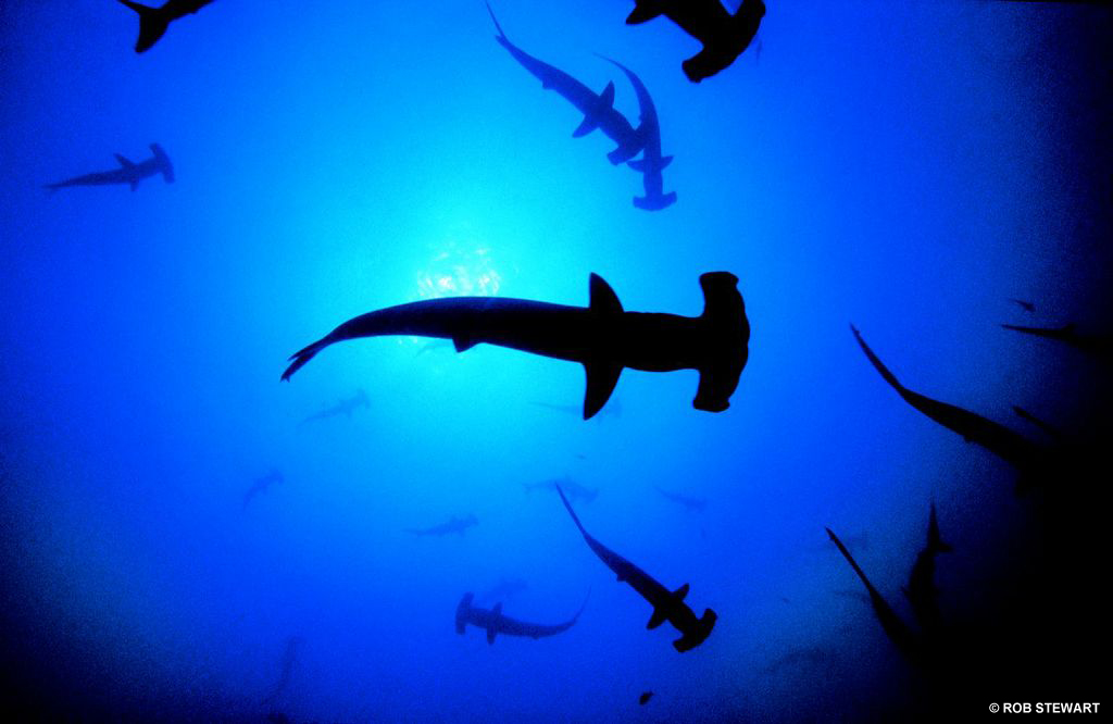 Hammerhead sharks - The ocean is getting more acidic as it removes excess carbon dioxide in the atmosphere.