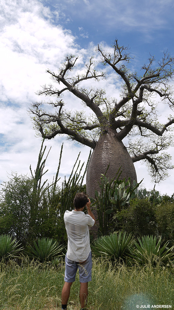 Baobab tree - Six of the eight species of baobab trees are found only in Madagascar, three are classified as endangered (such as Grandidier’s) and three are Near threatened.
