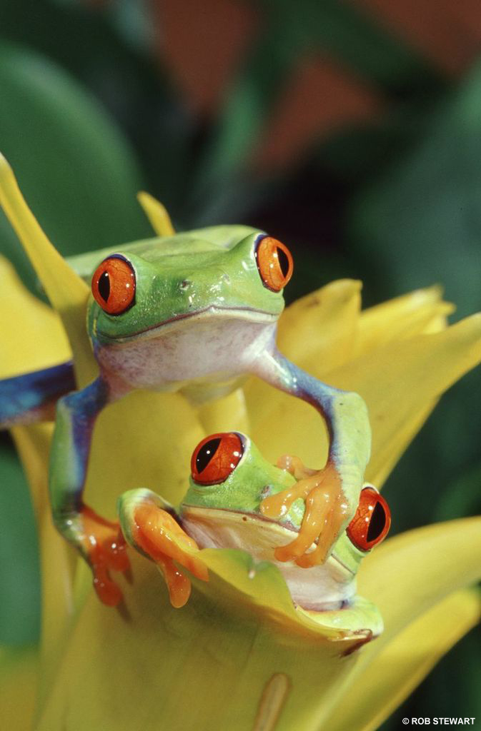 Many aspects of species’ life-cycles are triggered by changes in their environment such as the spawning dates in frogs and toads