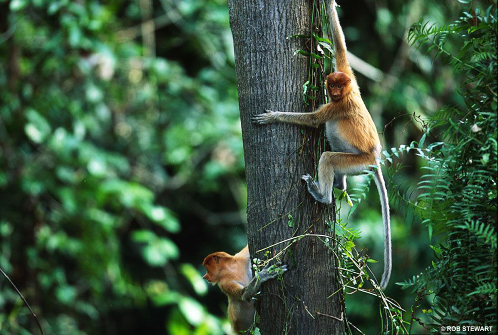 Living only in the forests of Borneo, proboscis monkeys are endangered due to deforestation