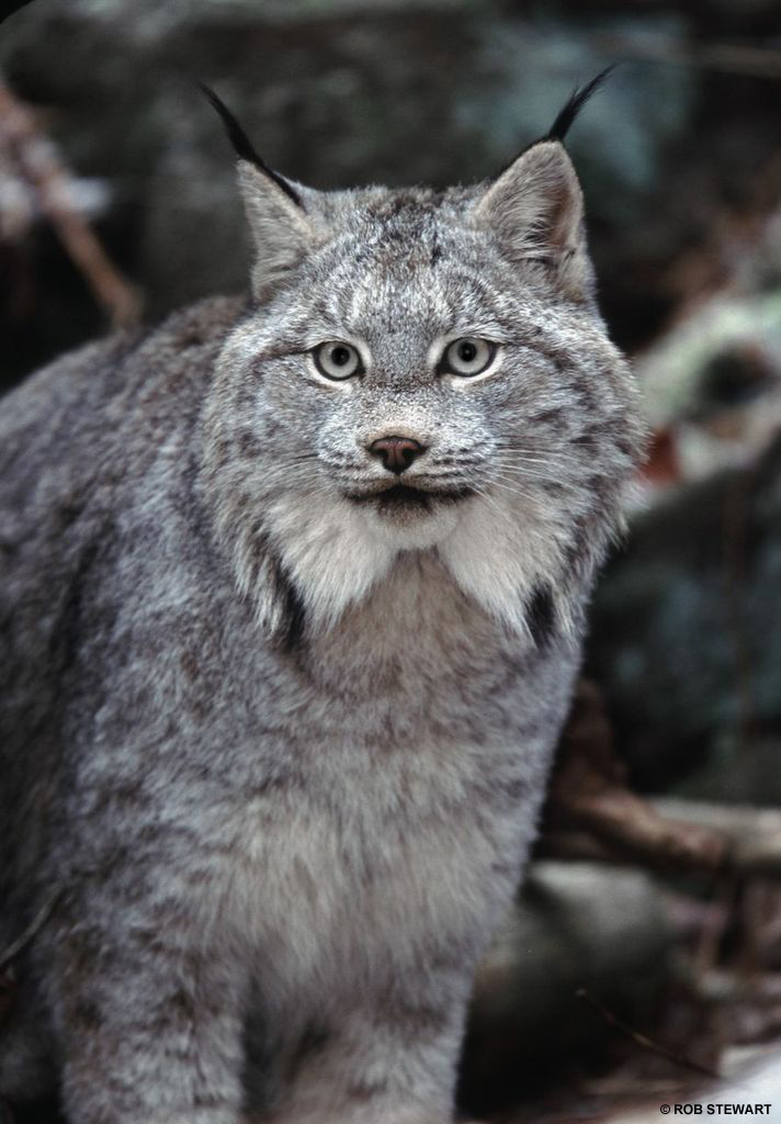 A lynx territory is approximately 15 to 25 square kilometres but can triple in size when food is scarce