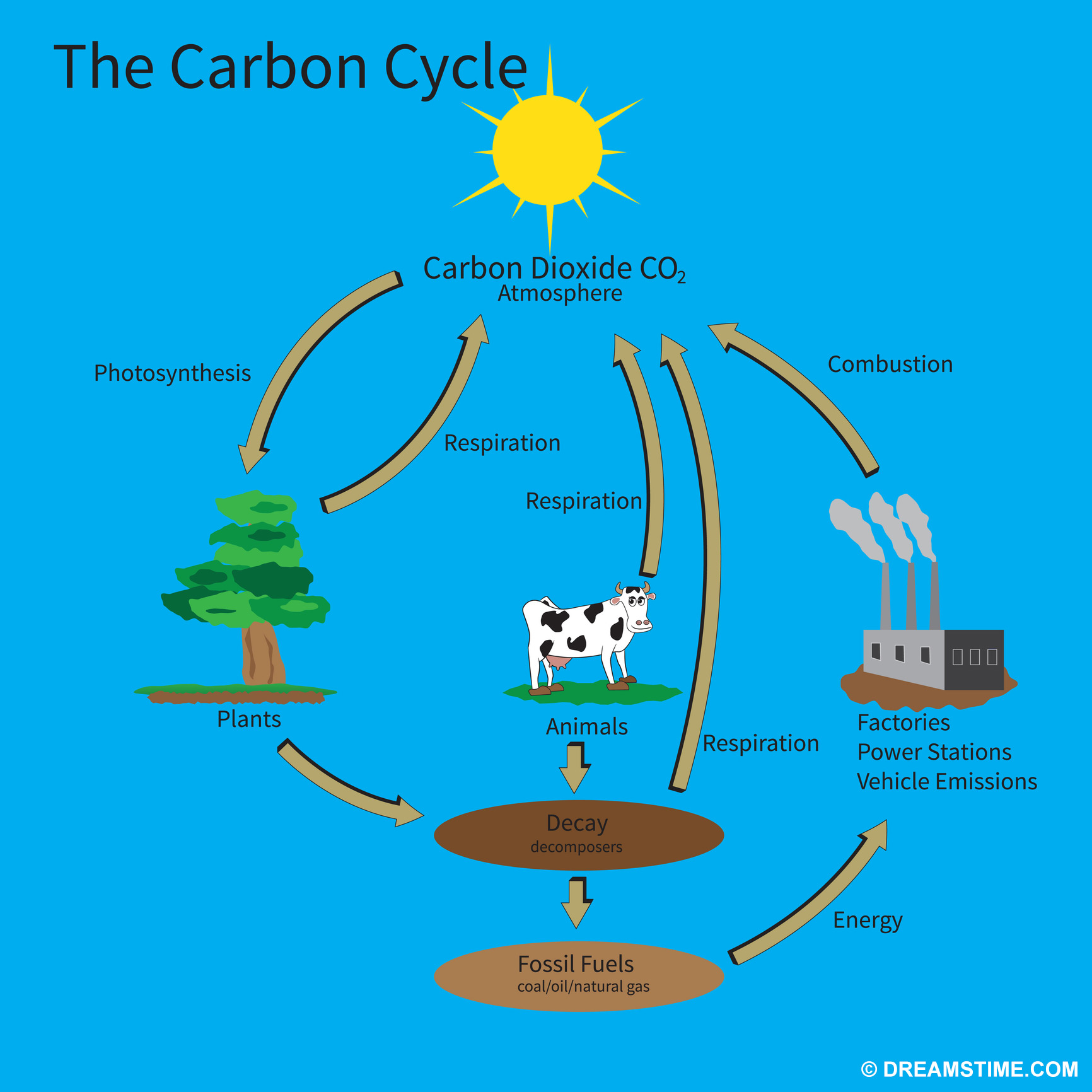 The Carbon Cycle showing how carbon is recycled in the environment