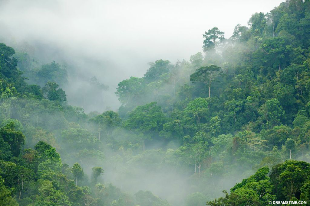Global carbon forests store 2.89 billion tonnes per year
