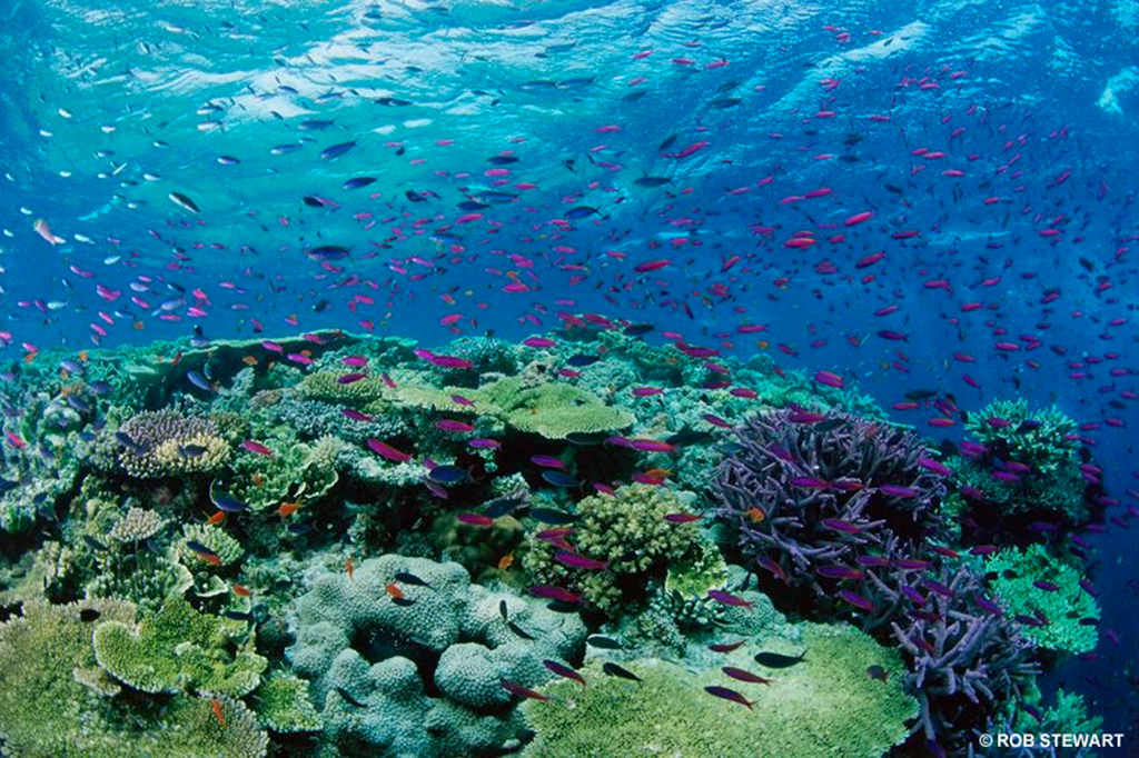 Coral Reef shows biodiversity