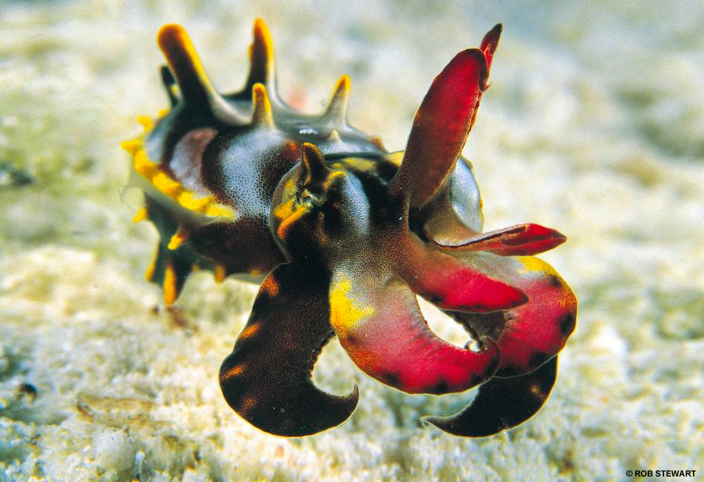 The flamboyant cuttlefish is the most highly evolved cephalopod in the world