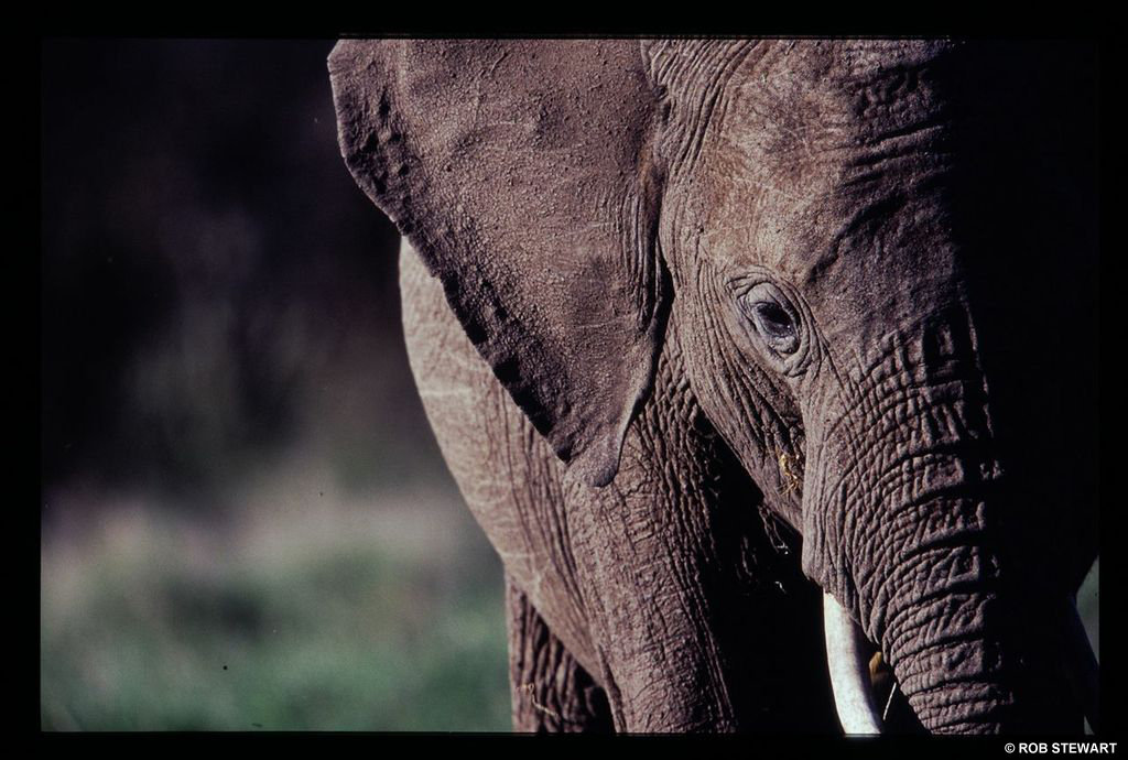The elephant is one of the species at risk