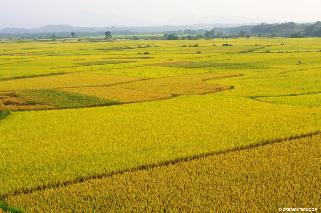 Agriculture causes 80% of tropical deforestation