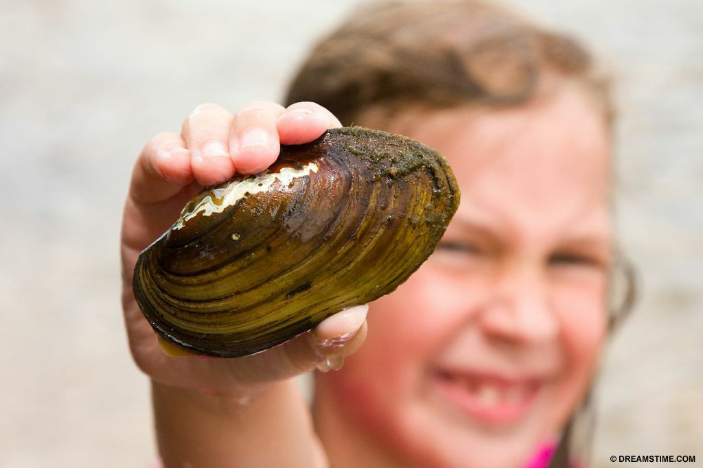 Shellfish, like this clam, are affected by rising acidity levels
