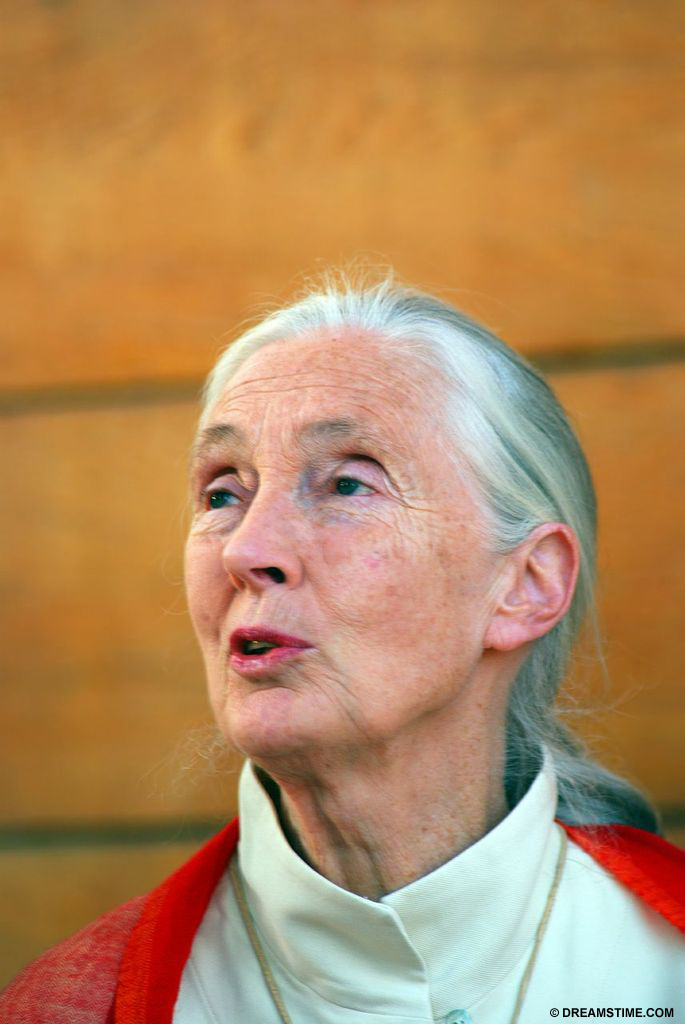 Jane Goodall lecturing about chimpanzees in Hungary