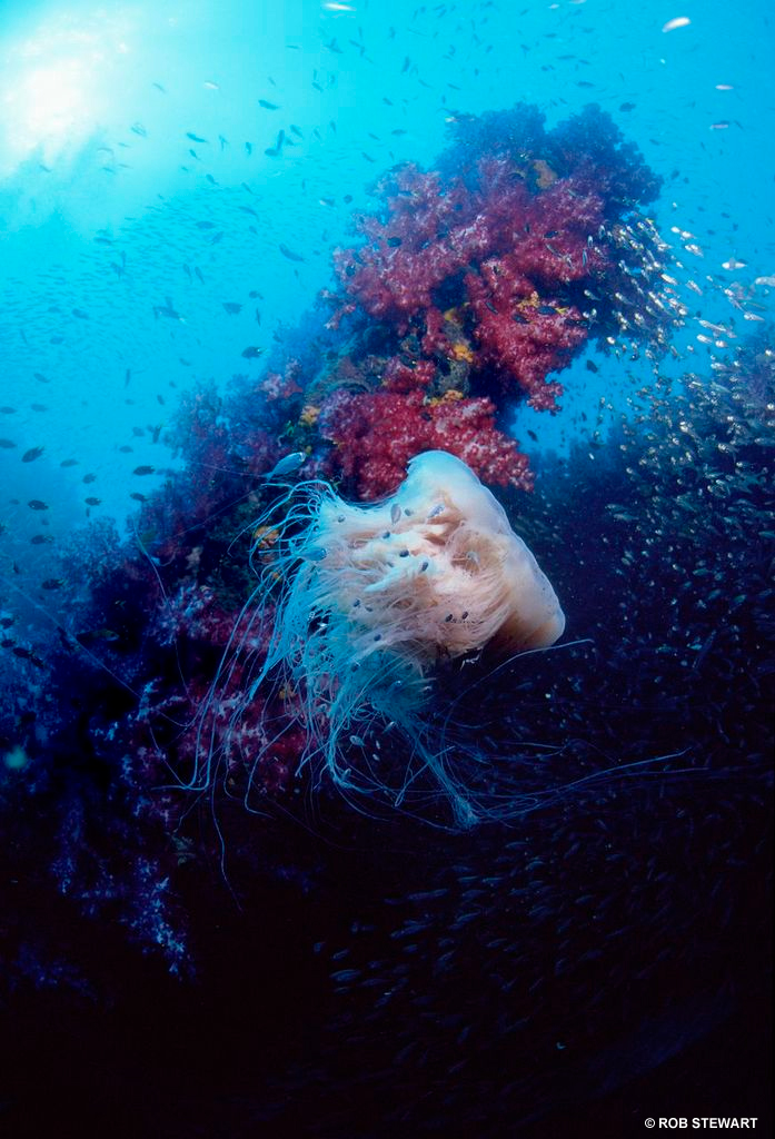 Jellyfish and sea life