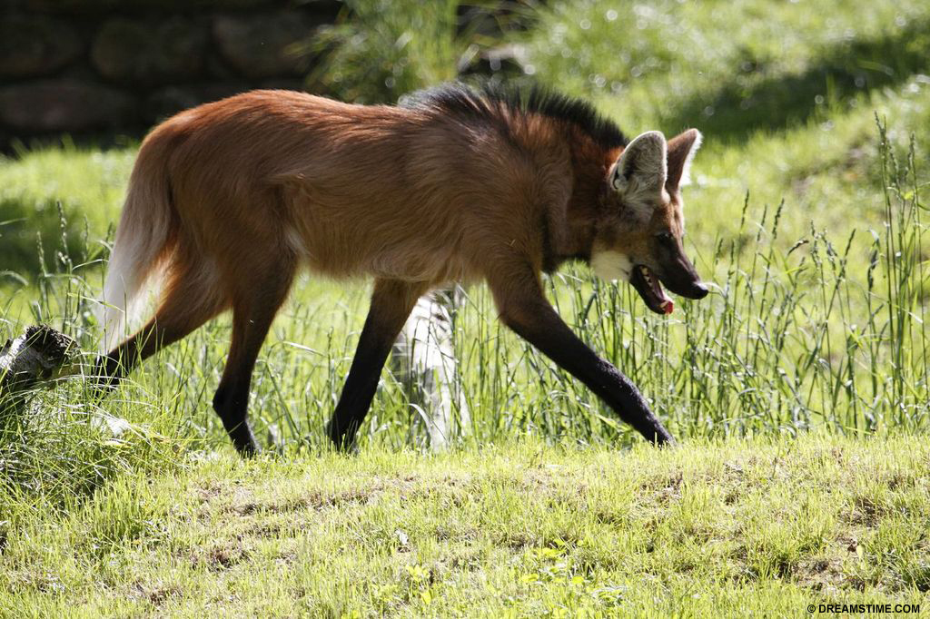 Species affected by soybean crops include the maned wolf and giant anteater in Brazil Maned Wolf