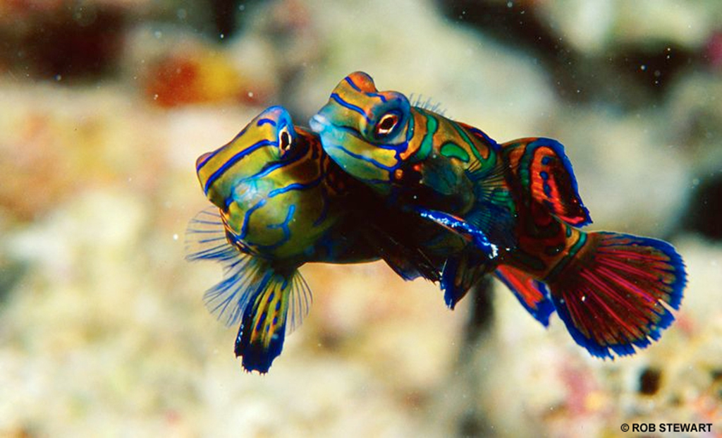 The psychedelic mandarinfish are reef dwellers, and another species at risk
