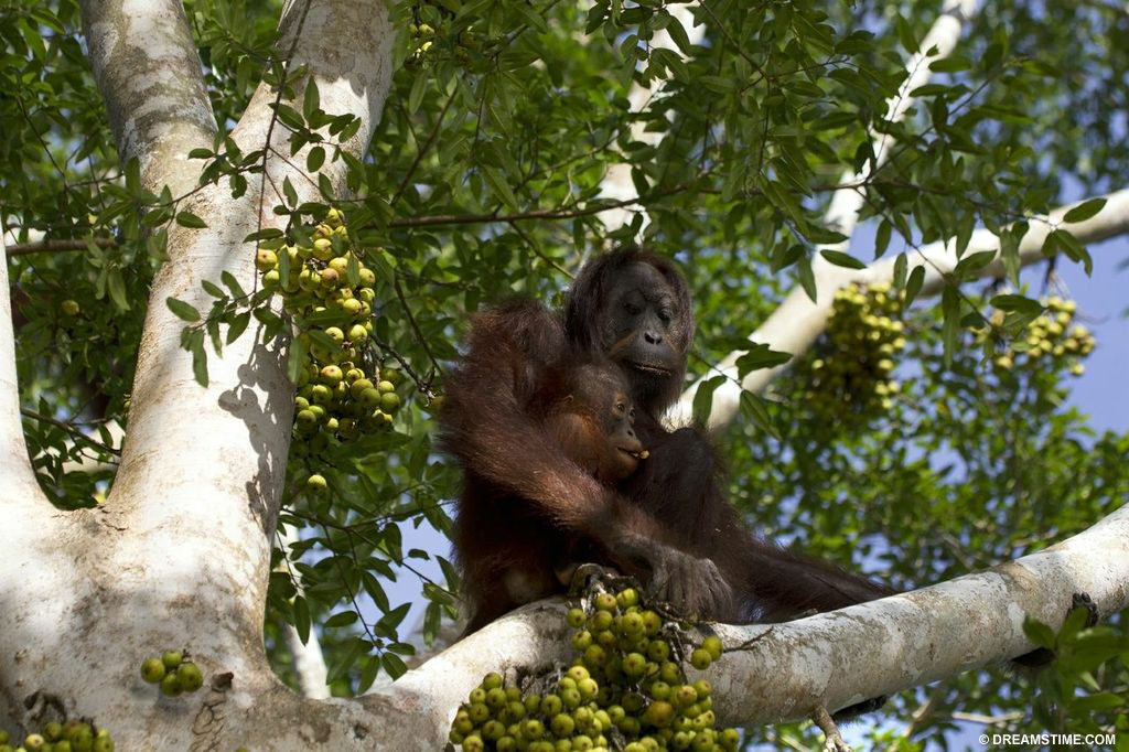 Orangutans fight to survive deforestation