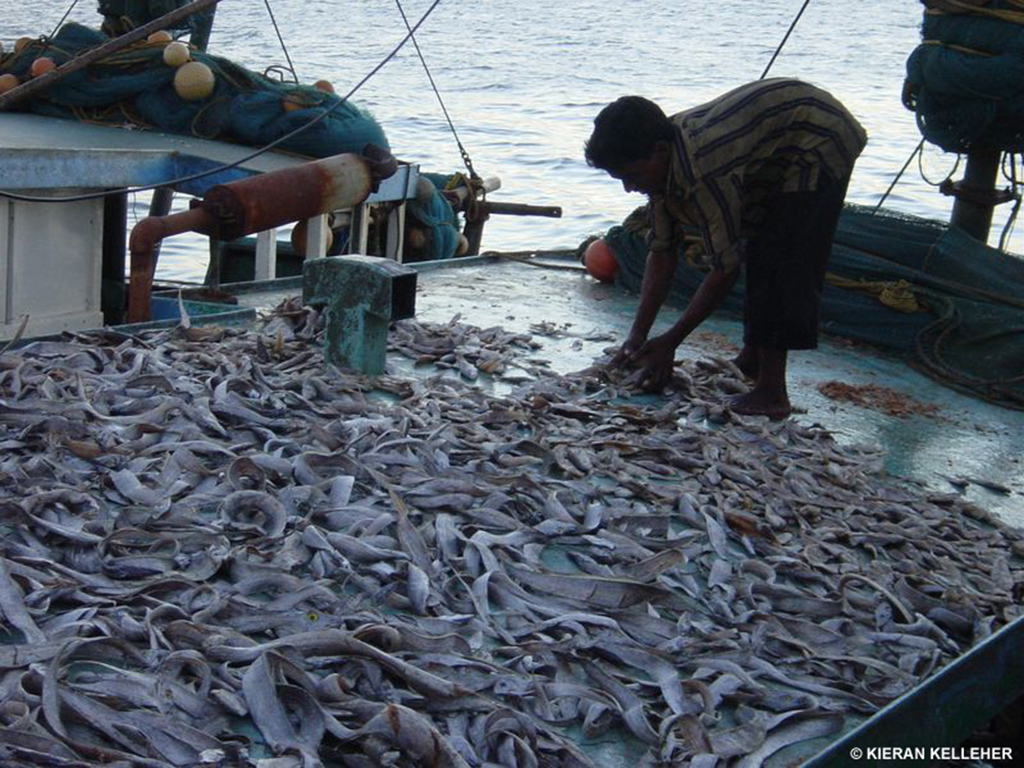 Overfishing Attribution: Marine Photobank