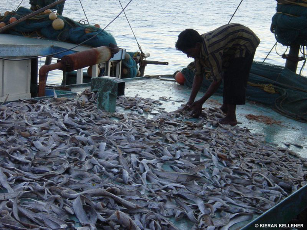 What are some of the problems with overfishing?