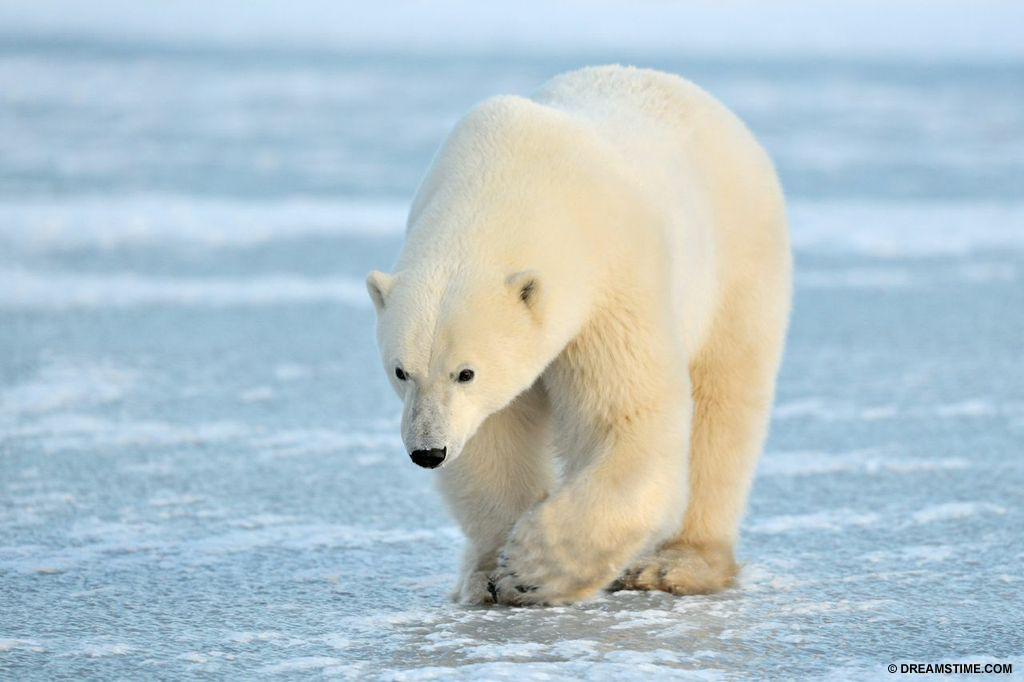 Polar Bear - Canada is home to 60 percent of the world polar bear population.