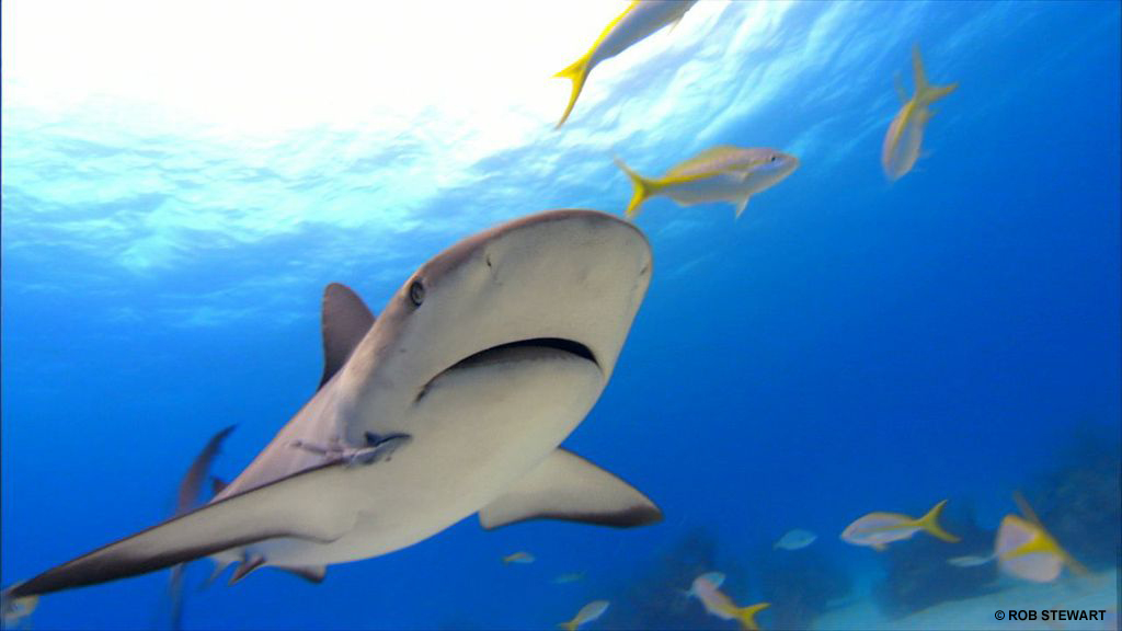 Underwater still footage from Rob Stewart`s first documentary Sharkwater