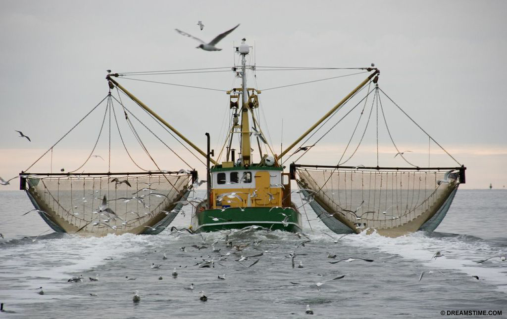 Shrimp trawling is one of the most wasteful industries for bycatch