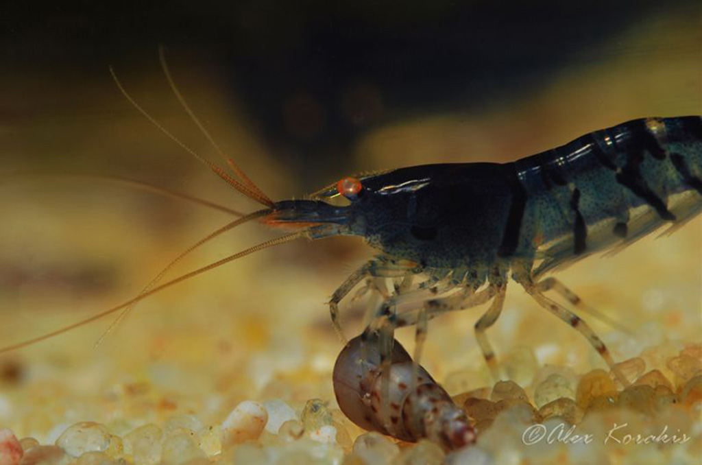 A shrimp with a shell