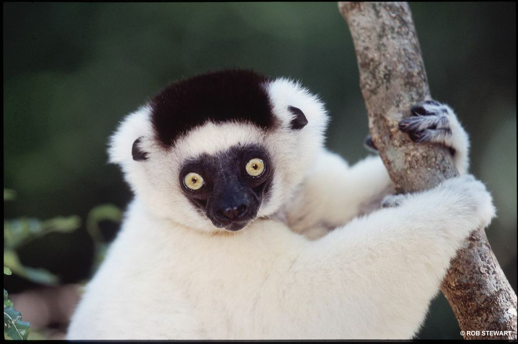 Lemurs are native only to Madagascar. Seventy species of lemurs are found on the island.