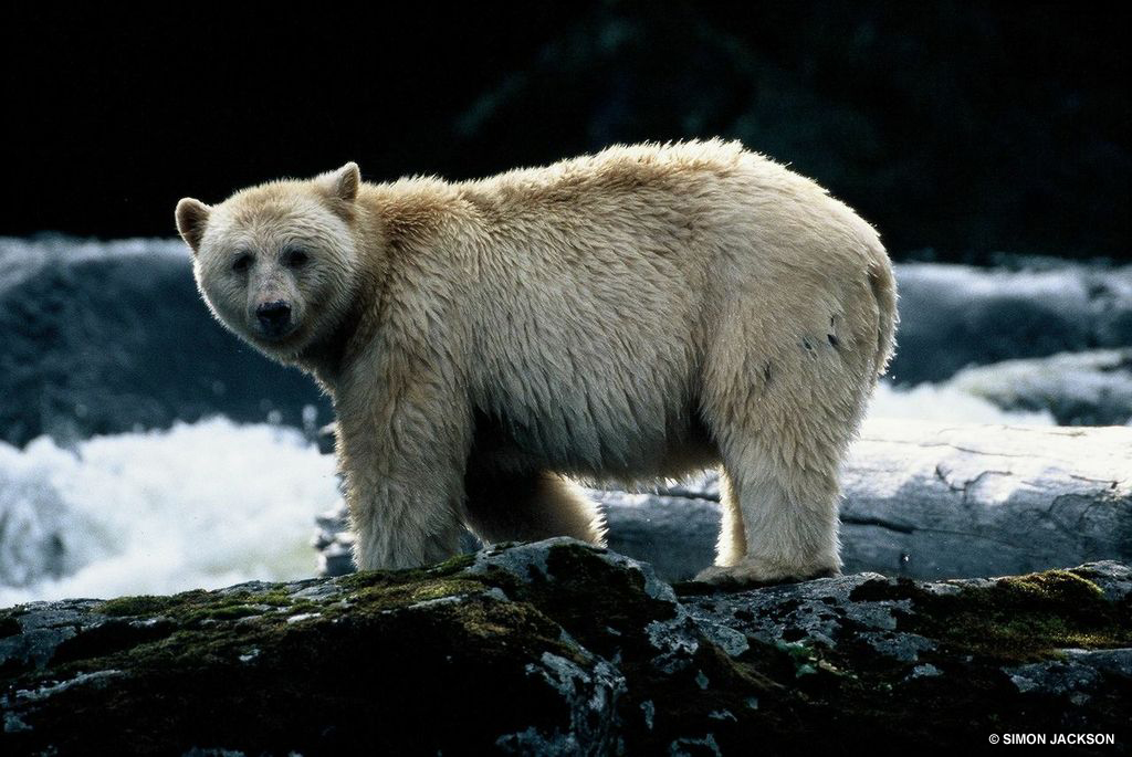 The white Kermode also referred to as a Spirit Bear is becoming extinct with less than four hundred remaining around the world. Photo Credit: Simon Jackson