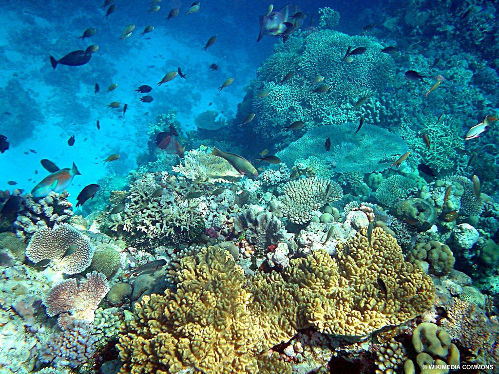 Study reef in Papua New Guinea