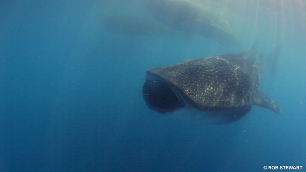 The whale shark is world's biggest fish