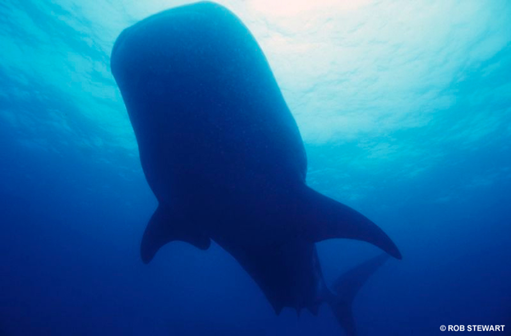 Whale sharks can reach 18 metres in length. They, like the blue whale, have a diet heavy in zooplankton.