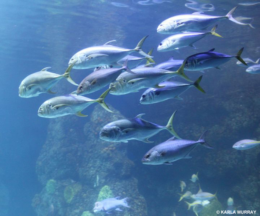 Yellowfin tuna is the on the brink of being overfished, like other tuna species