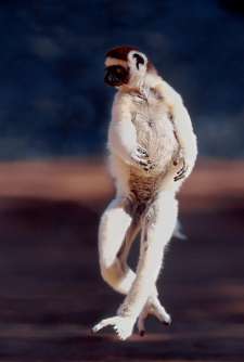 Sifakas have feet shaped for grasping branches, so have to dance sideways when traversing clear cut areas. 90 per cent of Madagascar's forests are gone.