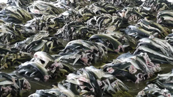 5000 sharks were landed in a single day in Kesennuma, Japan, 2010. These are blue sharks. Photo © Rob Stewart