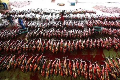 5000 sharks were landed in a single day in Kesennuma, Japan, 2010. These are salmon sharks. Photo © Rob Stewart