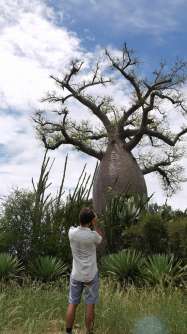 Rob photographing a 1500-year-old Baobab tree in Madagascar. When this was a sapling there were 300 million people on earth. Photo © Paul Wildman www.builtbywildman.com from the documentary film Revolution.