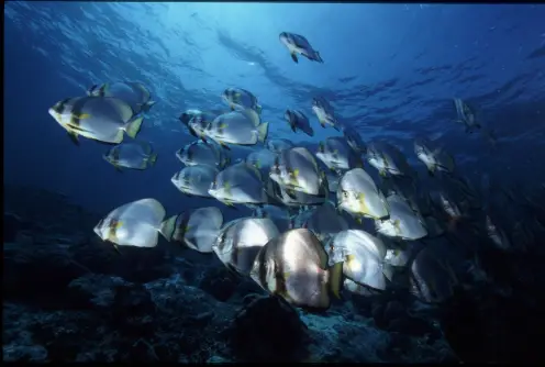 Batfish School