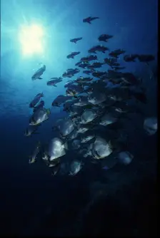 Batfish