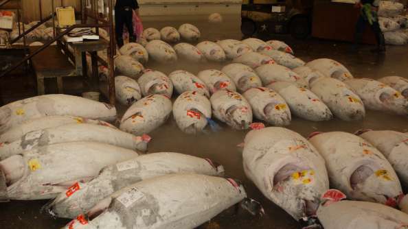 Each of these tuna in Tokyo is worth at least $50,000. Bluefin tuna populations are estimated to have declined by more than 90 per cent.