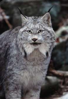 The Canadian Lynx. Ontario, Canada. With abundant food, the lynx overpopulate and over consume, until their prey, hares are almost gone, forcing their own populations down. Lynx and their prey boom and bust every 14 years. Photo © Rob Stewart. From the documentary film Revolution.