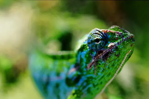 Chameleon, Madagascar