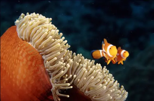 Clown Anemonefish. Great Barrier Reef, Australia. Photo © Rob Stewart. From the documentary film Revolution.