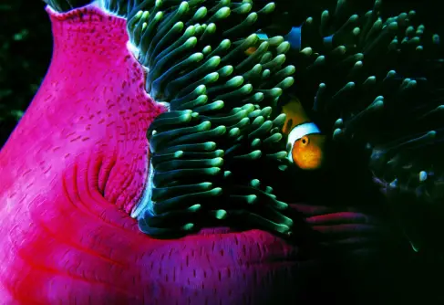Clown Anemonefish, Myanmar.