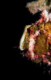 This Commerson’s Frogfish is yawning, in Milne Bay, Papua New Guinea. Photo © Rob Stewart. From the documentary film Revolution.
