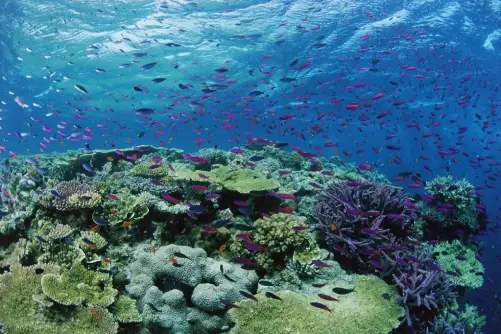 Coral cover on the Great Barrier Reef has declined by 36% over the last 25 years. That's an enormous loss. Photo © Rob Stewart. From the documentary film Revolution.