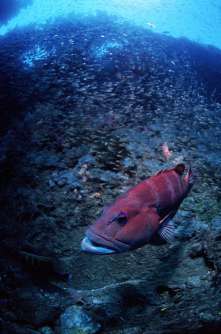 Coral Trout on Yongala Wreck, Australia. Photo © Rob Stewart. From the documentary film Revolution.