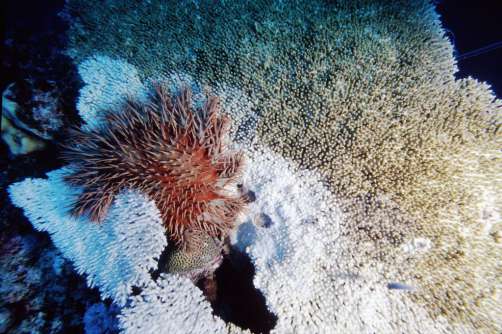 Crown of Thorns Starfish eating coral, Great Barrier Reef, Australia. Photo © Rob Stewart. From the documentary film Revolution.