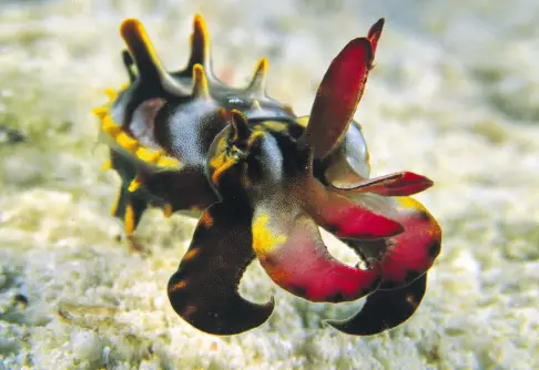 Flamboyant Cuttlefish