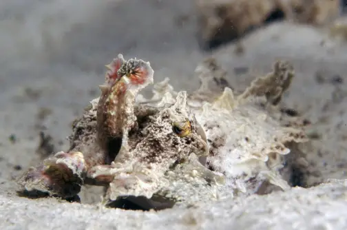 Flamboyant cuttlefish are smarter than cats, can change color instantly, and use their bodies as banners for their emotions. Milne Bay, Papua New Guinea. Photo © Rob Stewart. From the documentary film Revolution.